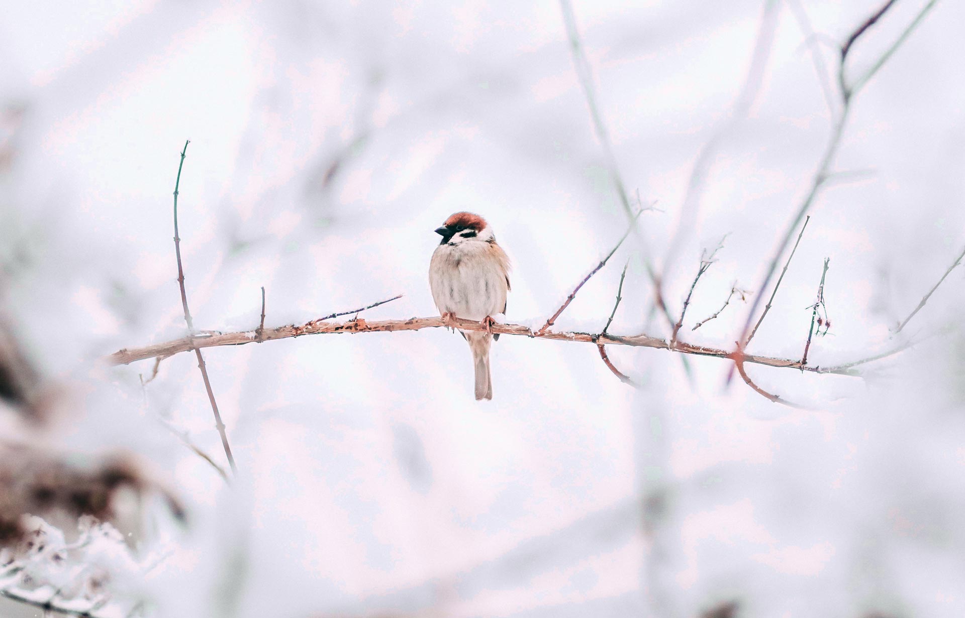 Kleiner Winterschlaf